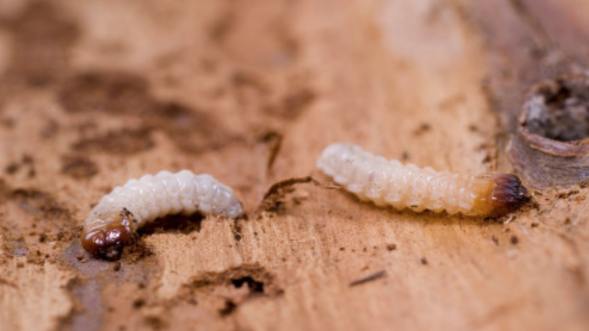 Could You Tell If There Was Woodworm In Your Violin