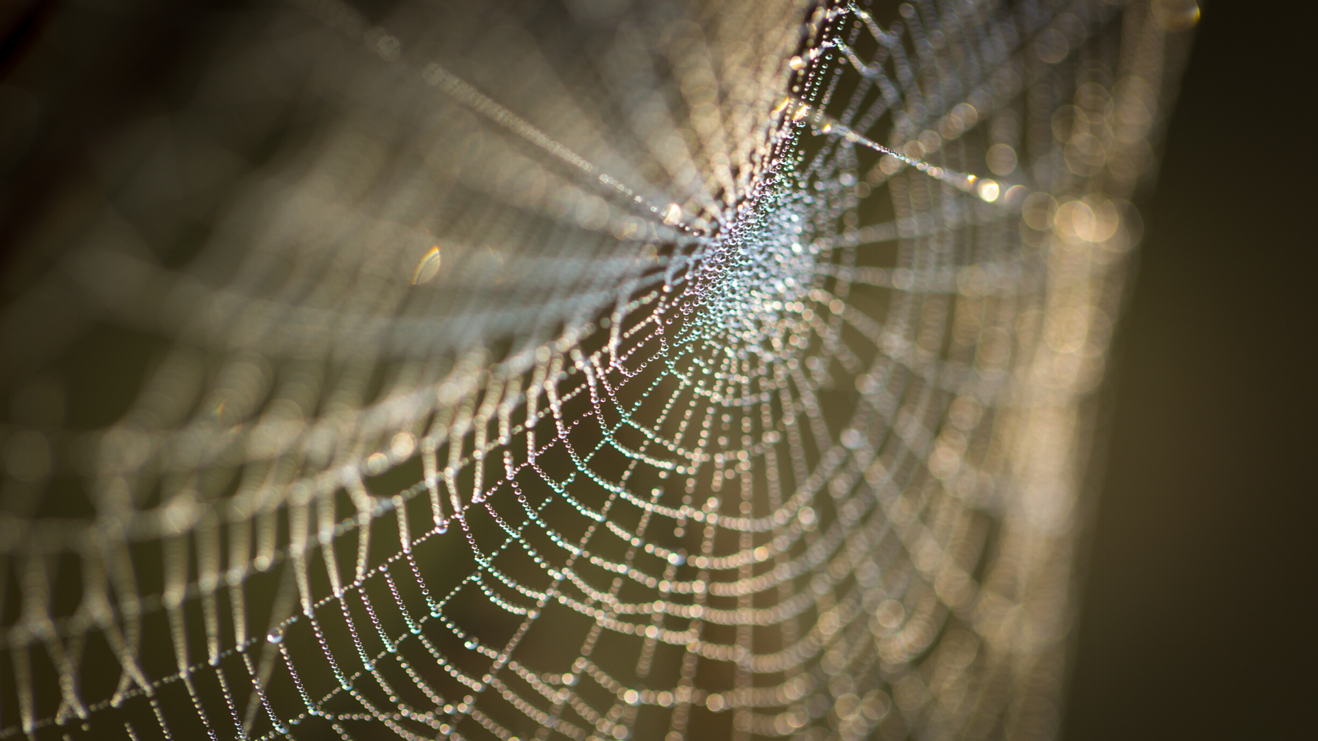 Spiders Web 1920 X 1080 Png Violinschool Com